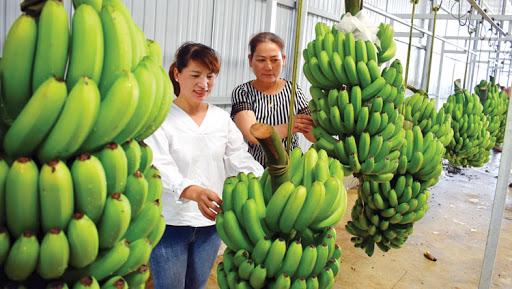Public product photo - Banana origin in Vietnam
